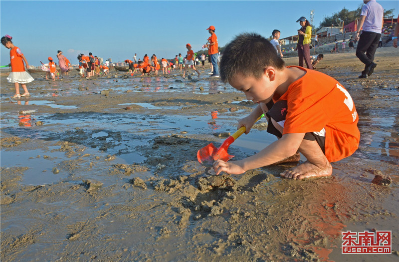 "小候鸟"们在体验赶海时光——挖海螺. 福建日报 林弘梫 摄