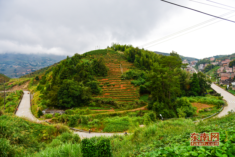 安溪祥华新寨村:大山深处茶飘香