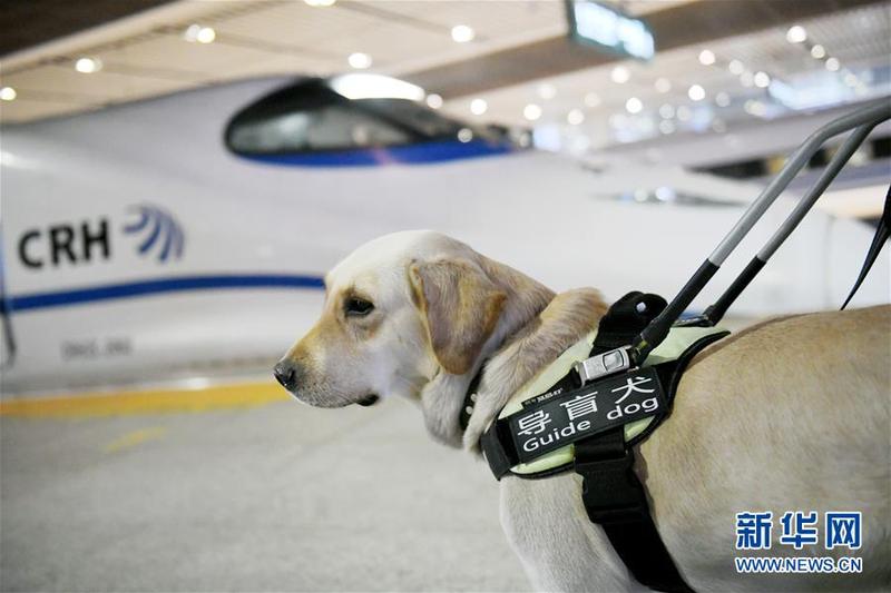 导盲犬乘高铁体验春运 闽港要闻 東南網 香港站