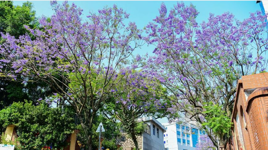 福州街头蓝花楹盛开对湖路 麦园路成 紫色花海 闽港要闻 東南網 香港站